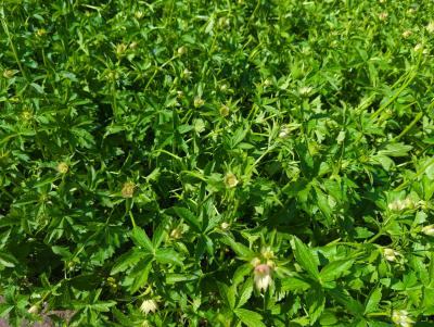 Bild von /bilder/bluehapp/thumb/astmss_Astrantia_major___Snow_Star__R_P-1321081501_T-b_Y-23_K-21_38900_aktiv_.jpg