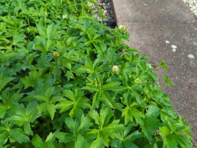 Bild von /bilder/bluehapp/thumb/astmss_Astrantia_major___Snow_Star__R_P-1321081501_T-k_Y-24_K-20_95252_aktiv_.jpg