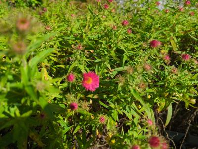 Bild von /bilder/bluehapp/thumb/astnaap_Aster_nov__ang____Alma_Pötschke_____P-1248210001_T-k_Y-24_K-39_82841_aktiv_.jpg