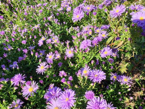 Bild von /bilder/bluehapp/thumb/astnbbl_Aster_nov__bel____Blütenmeer_____P-1248423001_T-b_Y-21_K-38_43574_aktiv_.jpg