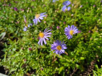 Bild von /bilder/bluehapp/thumb/astnbbl_Aster_nov__bel____Blütenmeer_____P-1248423001_T-k_Y-22_K-38_23558_aktiv_.jpg