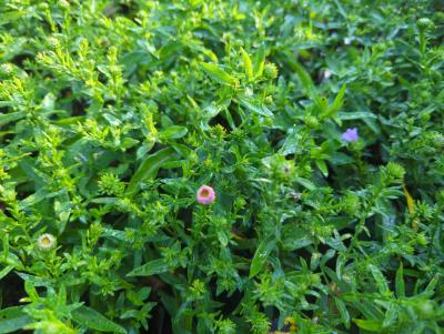 Bild von /bilder/bluehapp/thumb/astnbgb_Aster_nov__bel____Gui_Ballard___P-1248470001_T-k_Y-24_K-36_57860_aktiv_.jpg