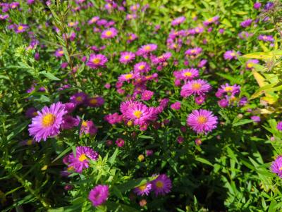 Bild von /bilder/bluehapp/thumb/astnble_Aster_nov__bel____Leuchtfeuer___o_P-1248478001_T-b_Y-24_K-39_67428_aktiv_.jpg