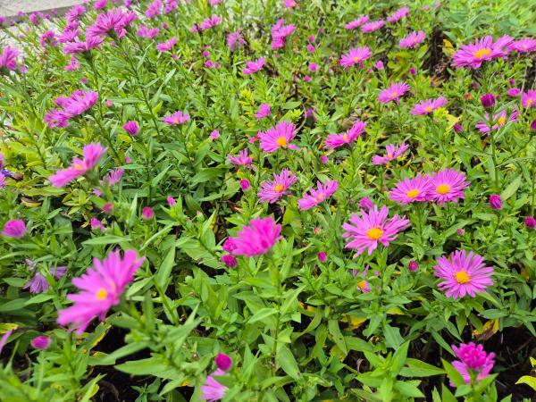 Aster novi-belgii 'Rosaperle'**