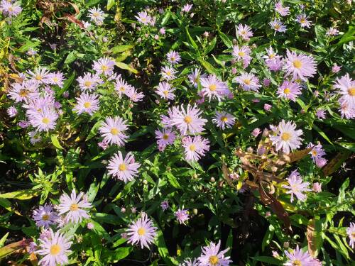 Bild von /bilder/bluehapp/thumb/astnbrq_Aster_nov__bel____Rosenquarz_____P-1248487001_T-b_Y-21_K-38_22868_aktiv_.jpg