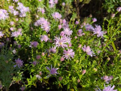 Bild von /bilder/bluehapp/thumb/astnbrq_Aster_nov__bel____Rosenquarz_____P-1248487001_T-b_Y-22_K-38_76105_aktiv_.jpg