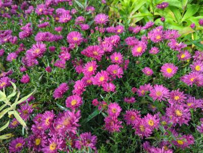 Bild von /bilder/bluehapp/thumb/astnbrr_Aster_nov__bel____Royal_Ruby____P-1248490001_T-b_Y-22_K-40_95729_aktiv_.jpg