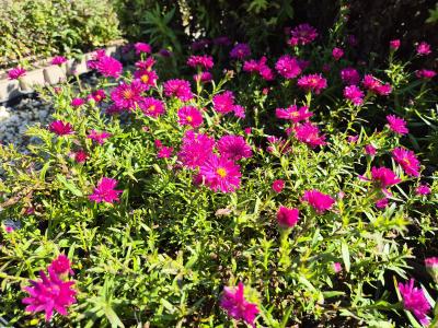 Bild von /bilder/bluehapp/thumb/astnbrr_Aster_nov__bel____Royal_Ruby____P-1248490001_T-b_Y-25_K-38_39472.jpg