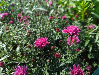 Bild von /bilder/bluehapp/thumb/astnbrr_Aster_nov__bel____Royal_Ruby____P-1248490001_T-k_Y-22_K-38_18064_aktiv_.jpg