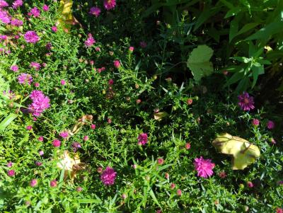 Bild von /bilder/bluehapp/thumb/astnbrr_Aster_nov__bel____Royal_Ruby____P-1248490001_T-k_Y-23_K-38_39965_aktiv_.jpg