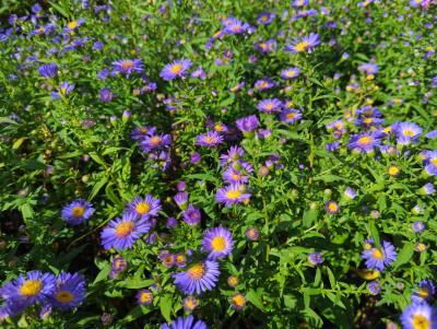 Bild von /bilder/bluehapp/thumb/astnbsd_Aster_nov__bel____Schöne_v__Dietl______P-1248496001_T-b_Y-24_K-39_16622_aktiv_.jpg