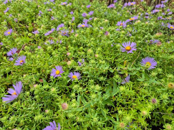 Aster oblongifolius 'October-Skies'