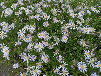 Bild von /bilder/bluehapp/thumb/astplu_Aster_pyrenaeus___Lutetia_____P-1249010001_T-b_Y-23_K-37_44258_aktiv_.jpg