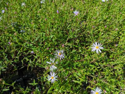 Bild von /bilder/bluehapp/thumb/astplu_Aster_pyrenaeus___Lutetia_____P-1249010001_T-k_Y-23_K-36_51680_aktiv_.jpg