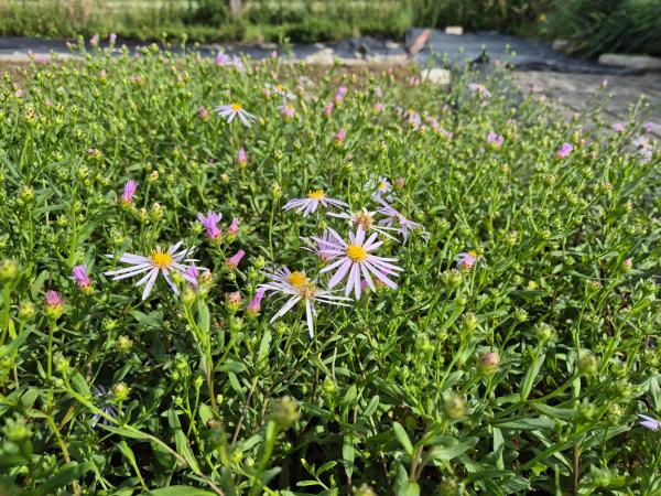 Bild von /bilder/bluehapp/thumb/astplu_Aster_pyrenaeus___Lutetia_____P-1249010001_T-k_Y-26_K-37_31734.jpg