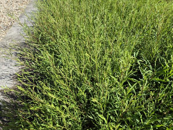 Bild von /bilder/bluehapp/thumb/astpt_Solidago_ptarmicoides_P-1248700001_T-k_Y-26_K-26_17672.jpg