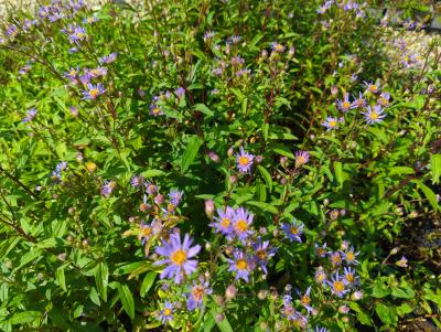 Bild von /bilder/bluehapp/thumb/astras_Aster_radula___August_Sky___P-1249110001_T-b_Y-22_K-26_78202_aktiv_.jpg