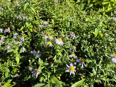 Bild von Aster versicolor Altweibersommer
