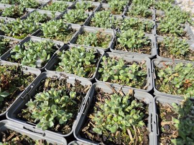 Bild von /bilder/bluehapp/thumb/aubcki_Aubrieta_x_cult____Kitty___P-1341072001_T-k_Y-26_K-12_74901.jpg