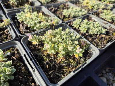 Bild von /bilder/bluehapp/thumb/aubcsi_Aubrieta_x_cult____Silberrand___P-1341097001_T-k_Y-26_K-13_59434.jpg