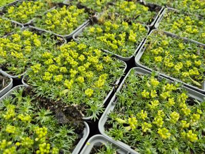 Bild von /bilder/bluehapp/thumb/azotna_Azorella_trifurcata___Nana___P-1361010001_T-k_Y-25_K-23_99384.jpg
