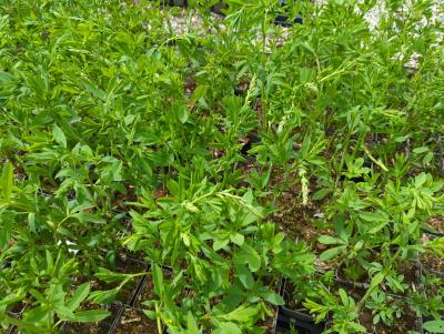 Bild von /bilder/bluehapp/thumb/bapa_Baptisia_australis_P-1371000001_T-k_Y-24_K-18_31867_aktiv_.jpg