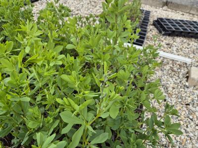 Bild von /bilder/bluehapp/thumb/bapa_Baptisia_australis_P-1371000001_T-k_Y-26_K-21_87178.jpg