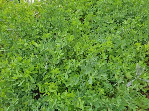 Bild von /bilder/bluehapp/thumb/baphps_Baptisia_cult____Purple_Smoke___P-1373060001_T-k_Y-21_K-26_65170_aktiv_.jpg