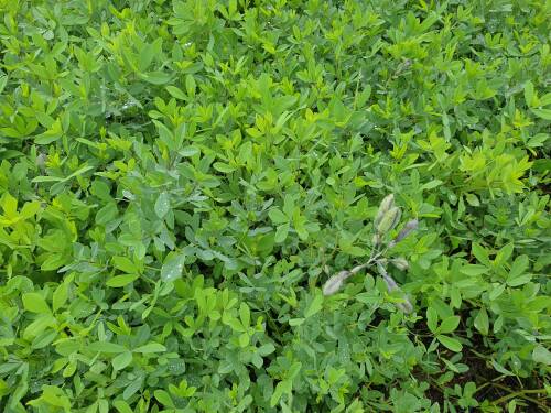 Bild von /bilder/bluehapp/thumb/baphps_Baptisia_cult____Purple_Smoke___P-1373060001_T-k_Y-21_K-27_85422_aktiv_.jpg