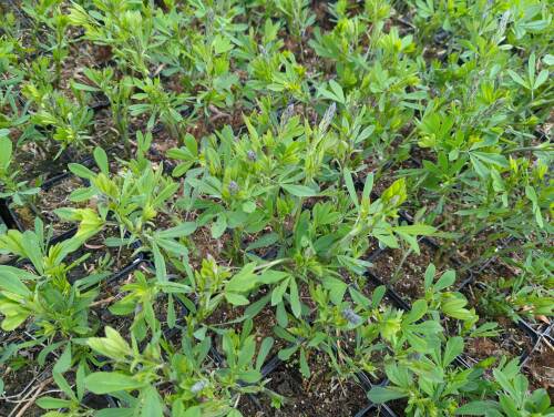 Bild von /bilder/bluehapp/thumb/baphps_Baptisia_cult____Purple_Smoke___P-1373060001_T-k_Y-22_K-18_88315_aktiv_.jpg