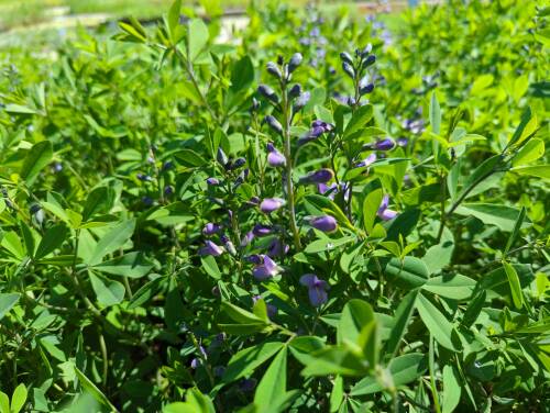 Bild von /bilder/bluehapp/thumb/baphps_Baptisia_cult____Purple_Smoke___P-1373060001_T-k_Y-22_K-20_65639_aktiv_.jpg