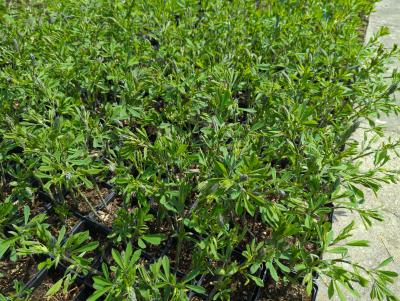 Bild von /bilder/bluehapp/thumb/baphps_Baptisia_cult____Purple_Smoke___P-1373060001_T-k_Y-23_K-18_35949_aktiv_.jpg