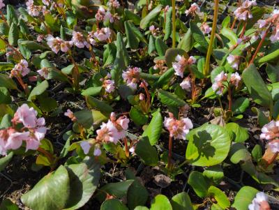 Bild von /bilder/bluehapp/thumb/bercbi_Bergenia_cordifolia___Biedermeier___P-1423028001_T-b_Y-24_K-14_32840_aktiv_.jpg