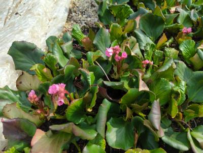 Bild von /bilder/bluehapp/thumb/berche_Bergenia_cordifolia___Herbstblüte___P-1423040001_T-k_Y-24_K-12_21803_aktiv_.jpg