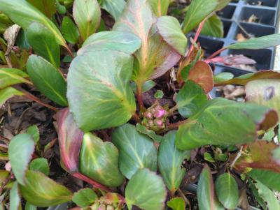 Bild von /bilder/bluehapp/thumb/bercrk_Bergenia_cordifolia___Rosi_Klose___P-1423070001_T-k_Y-24_K-11_14066_aktiv_.jpg