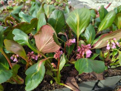 Bild von /bilder/bluehapp/thumb/bercrk_Bergenia_cordifolia___Rosi_Klose___P-1423070001_T-k_Y-24_K-12_61589_aktiv_.jpg