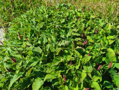 Bild von /bilder/bluehapp/thumb/bisabf_Persicaria_ampl____Black_Field_____P-1431511001_T-b_Y-23_K-36_72132_aktiv_.jpg