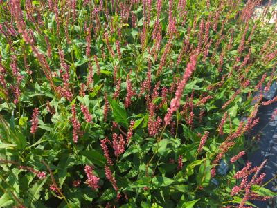 Bild von /bilder/bluehapp/thumb/bisaof_Persicaria_ampl____Orangofield___R_____P-1431512001_T-b_Y-24_K-36_84653_aktiv_.jpg