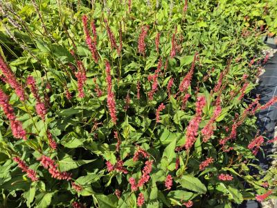 Bild von /bilder/bluehapp/thumb/bisaof_Persicaria_ampl____Orangofield___R_____P-1431512001_T-b_Y-25_K-36_50600.jpg