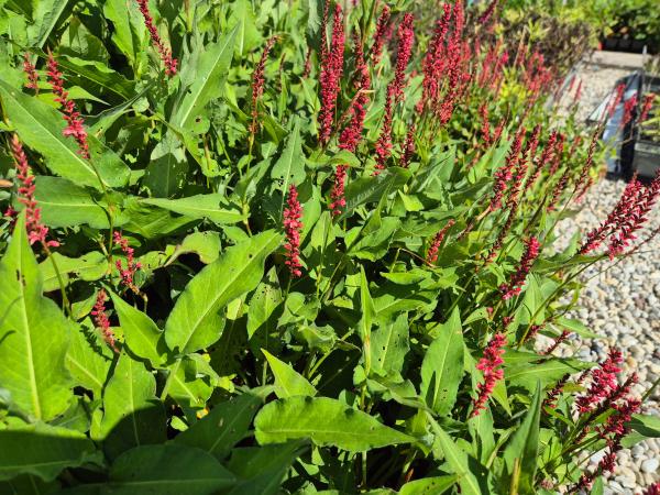 Bild von /bilder/bluehapp/thumb/bisaof_Persicaria_ampl____Orangofield___R_____P-1431512001_T-b_Y-26_K-36_93511.jpg