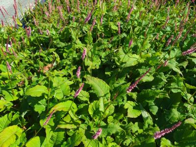 Bild von /bilder/bluehapp/thumb/bisaop_Persicaria_ampl____October_Pink______P-1431586001_T-b_Y-23_K-36_51666_aktiv_.jpg