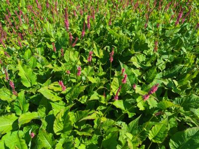 Bild von /bilder/bluehapp/thumb/bisasp_Persicaria_amplex____Speciosa___P-1431515001_T-b_Y-23_K-36_33765_aktiv_.jpg