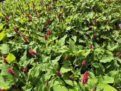 Bild von /bilder/bluehapp/thumb/bisata_Persicaria_ampl____Taurus___P-1431570001_T-b_Y-25_K-36_40467.jpg