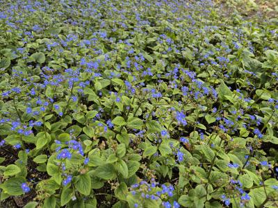 Bild von /bilder/bluehapp/thumb/brum_Brunnera_macrophylla_P-1501000001_T-b_Y-25_K-16_53612.jpg