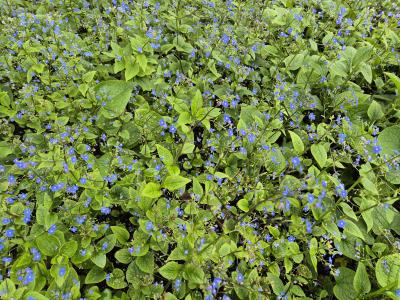 Bild von /bilder/bluehapp/thumb/brum_Brunnera_macrophylla_P-1501000001_T-b_Y-25_K-17_73806.jpg