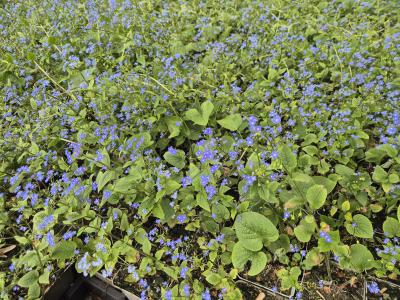 Bild von /bilder/bluehapp/thumb/brum_Brunnera_macrophylla_P-1501000001_T-b_Y-26_K-19_21616.jpg
