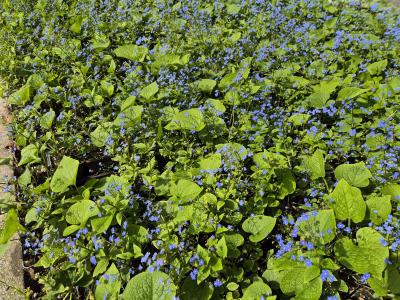 Bild von /bilder/bluehapp/thumb/brum_Brunnera_macrophylla_P-1501000001_T-b_Y-26_K-20_34939.jpg