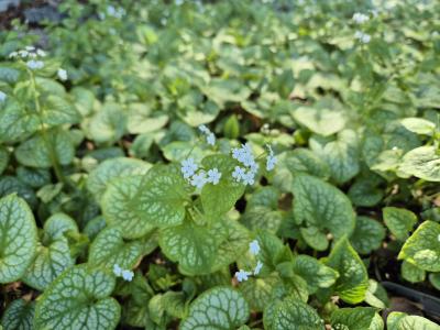 Bild von /bilder/bluehapp/thumb/brummm_Brunnera_macrophylla___Mr_Morse___P-1501060001_T-b_Y-26_K-17_16529.jpg