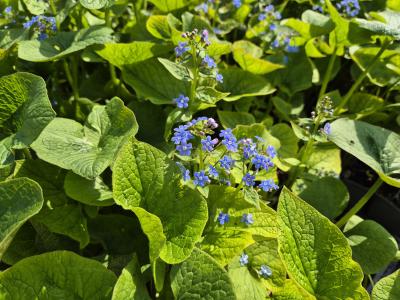 Bild von /bilder/bluehapp/thumb/brus_Brunnera_sibirica_P-1508000001_T-b_Y-26_K-16_12474.jpg