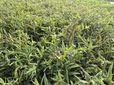 Bild von /bilder/bluehapp/thumb/bugp_Buglossoides_purpurocaerulea_P-1521000001_T-k_Y-26_K-18_66338.jpg